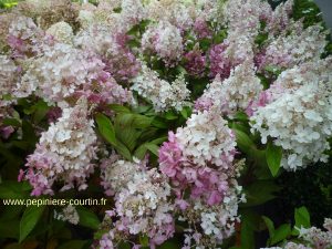 Pepiniere Courtin : un hortensia paniculé, un exemple de plantes que l'on trouve dans notre jardinerie