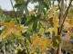 liquidambar