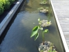 plantes aquatiques au fond du bassin