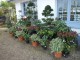 jardinerie plantes variees