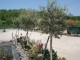 oliviers au bord d