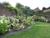 Parterre fleuri d'hortensias