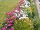 rosiers fleuris roses et blancs