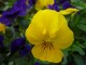 pensee viola jaune