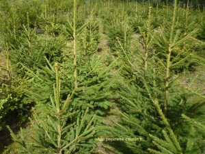 Sapins de Noël en production