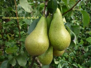 poires conférence juteuses et sucrées