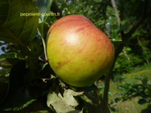 pommier à couteau et à cuire