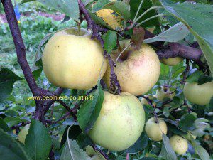 pommiers golden delicious