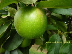 pommiers granny smith