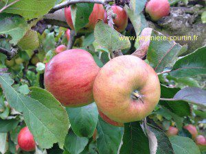 pomme Jonagold sur l'arbre avant la cueillette