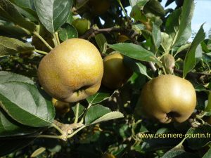 pommier reinette grise du canada