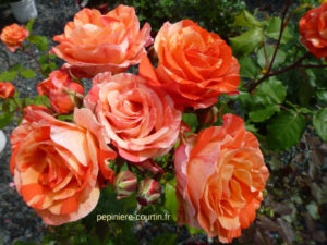 rosier remontant à grandes fleurs