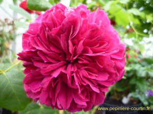 rosier buisson William Shakespeare