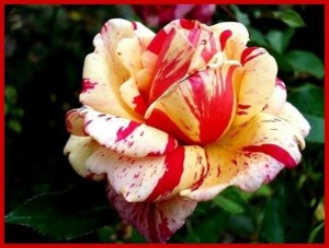 rosier buisson Broceliande