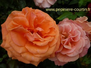 roses francois mauriac de couleur orange