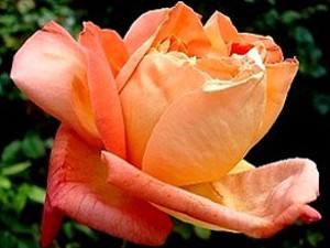 rosier buisson Louis de Funès