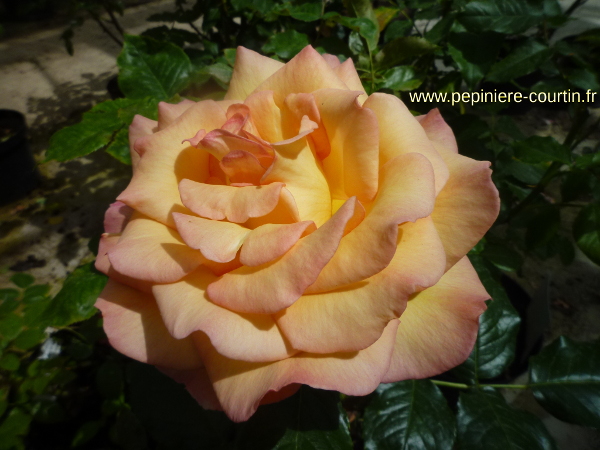 Grandes fleurs jaune-rose parfumées Rosier buisson Racines nues Hauteur 22cm RosaBroceliande