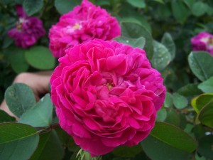 rosier buisson Rose de Rescht