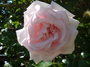 rosa New Dawn