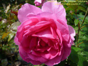 rosa pink cloud