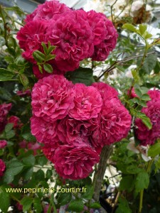 rosa pleureur Excelsa