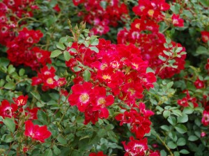 rosiers pleureurs rouge meillandecor