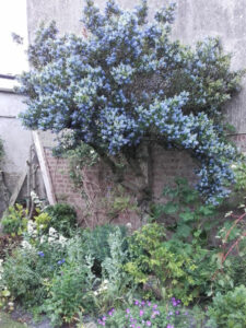 arbuste décoratif bleu