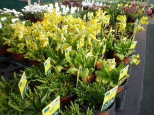 arrivage plantes vivaces