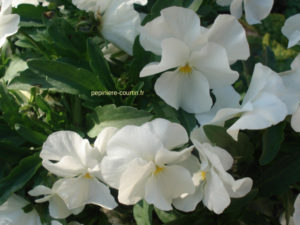 bacopa petites fleurs blanches