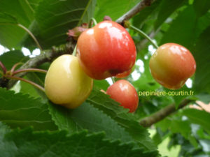 cerises Bigarreau Marmotte