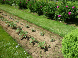 entretien jardin service la personne