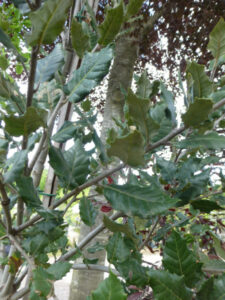 plante à la mode : le quercus ilex feuillage persistant du quecus ilex