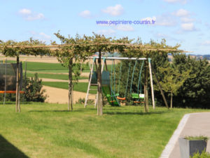 gazon et une pergola arbres ornement