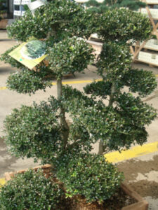 plante à la mode : houx crénelé ilex à feuilles crénelées