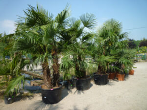 différentes tailles de palmiers