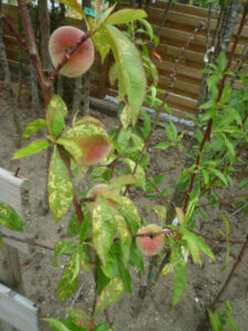 pecher madeleine rouge