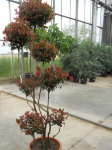 photinia en boule exemple de plante à la mode : photinia multi têtes vu en exposition