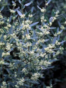 arbuste à la mode phyllirea angustifolia en fleurs