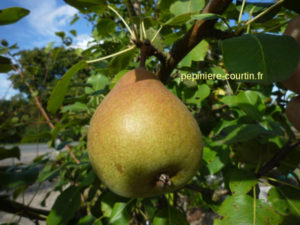 grosse poire ronde à cuire