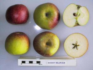 ancienne variété de pomme