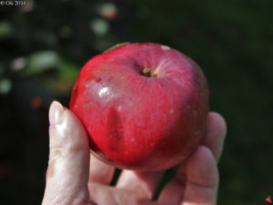 pomme à jus