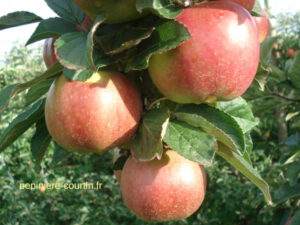 grosses pommes rouges Idared