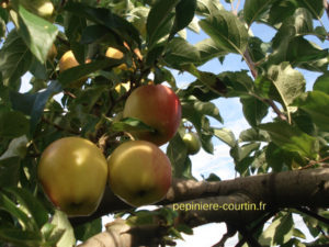 pommes précoces à couteau