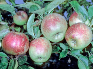 pommes anciennes Reinette Descardre