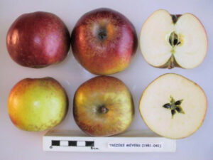 pommes trezeke ùeyers