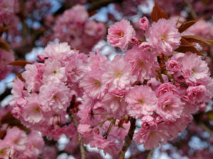 cerisier à fleurs kanzan