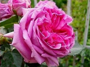 rosier buisson Bernadette Lafont