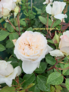 rosier buisson