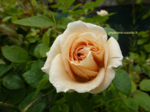 rosier buisson Lions Rose couleur blanc crème