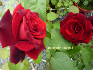 roses rouge foncé